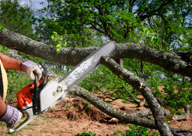 Best Lawn Mowing  in Cobb Island, MD